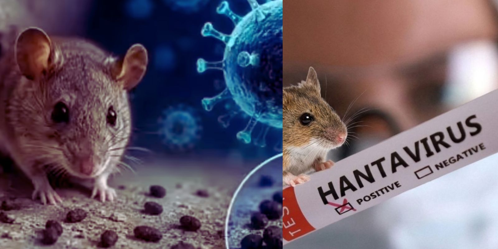 Andes Hantavirus: How It Spreads and What You Need to Know