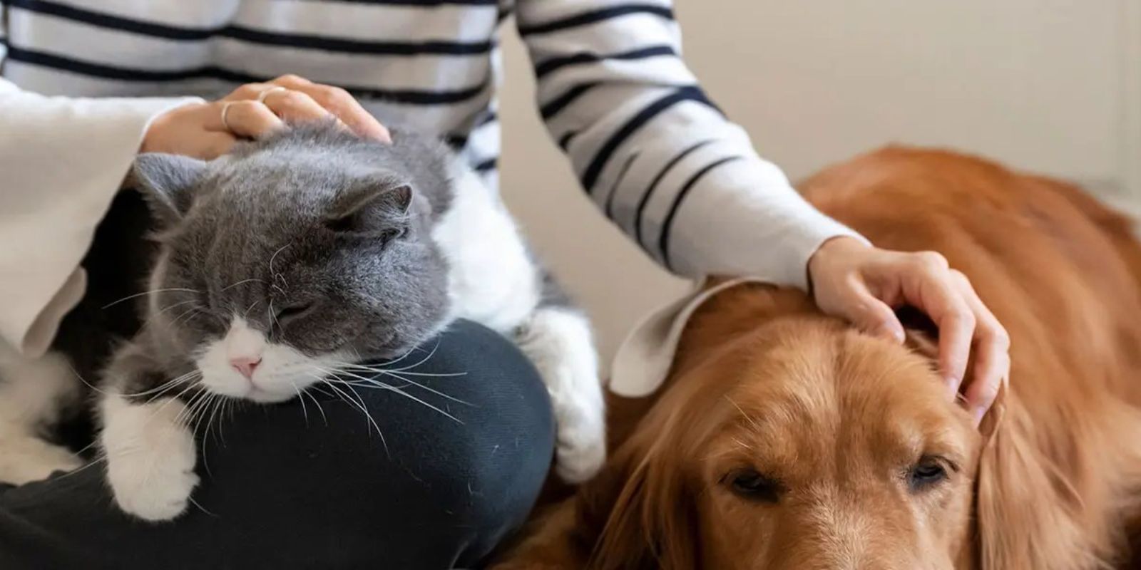 Pets Care: A Complete Guide for New Pet Owners