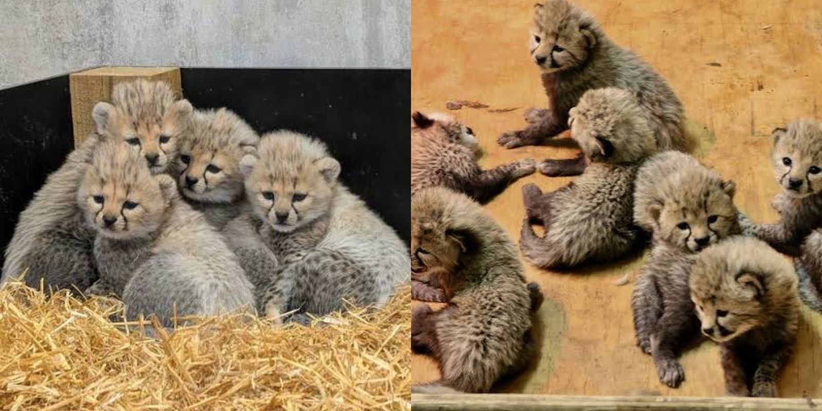 Seven  Cheetah Cubs at England Zoo:  A Rare Wildlife Milestone