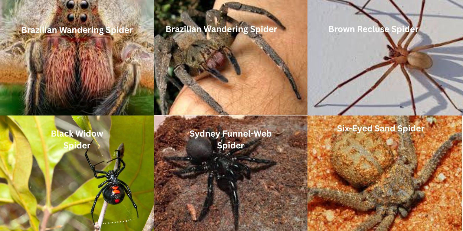 The Most Dangerous Spiders on the Planet: Venom, Behavior, and Survival Tips